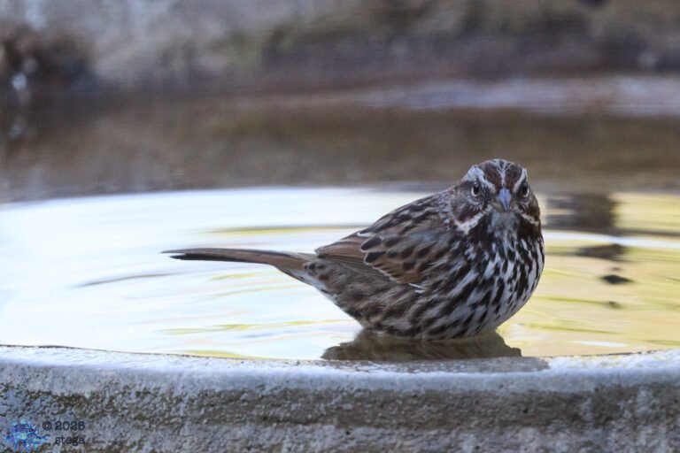 Song Sparrow