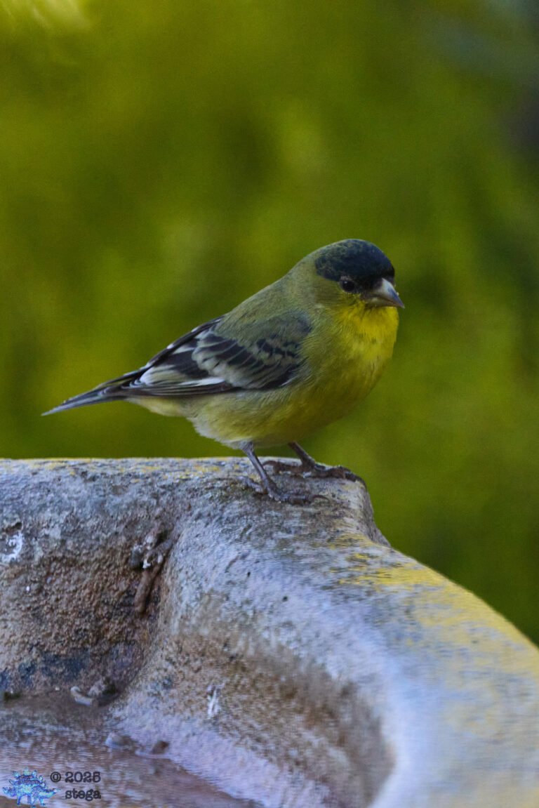 Lesser Goldfinch