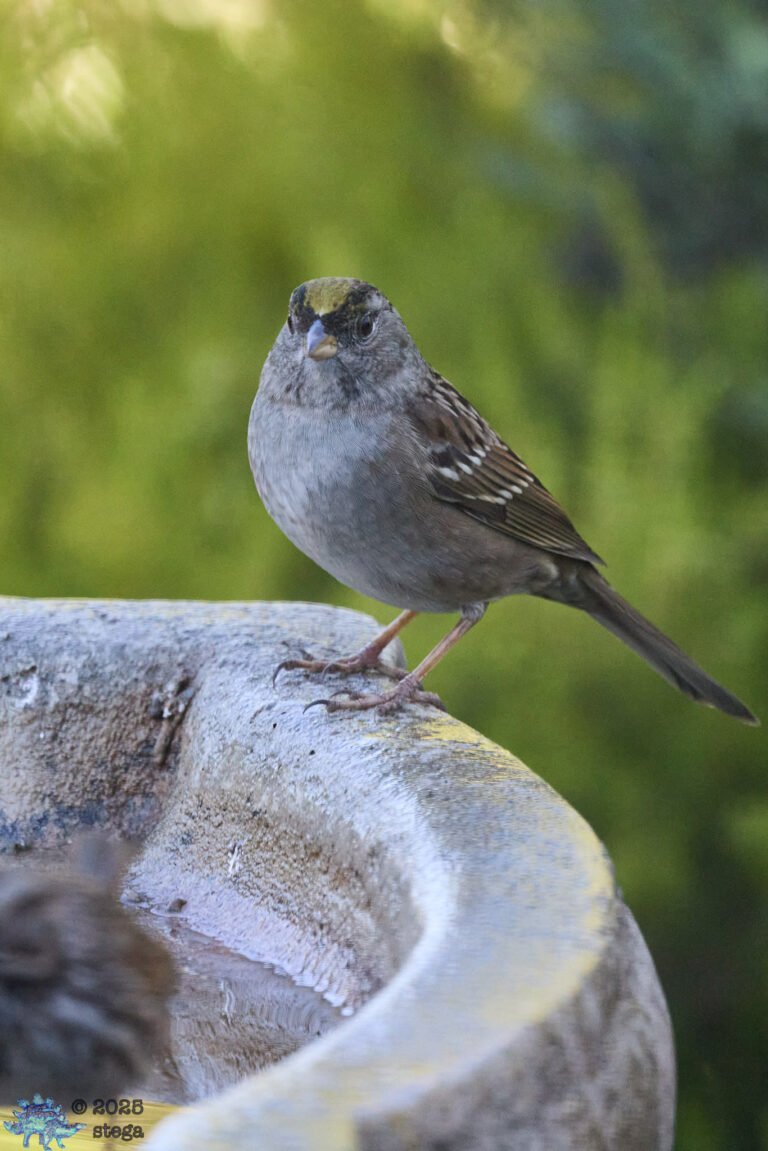 Gold-Crowned Sparrow
