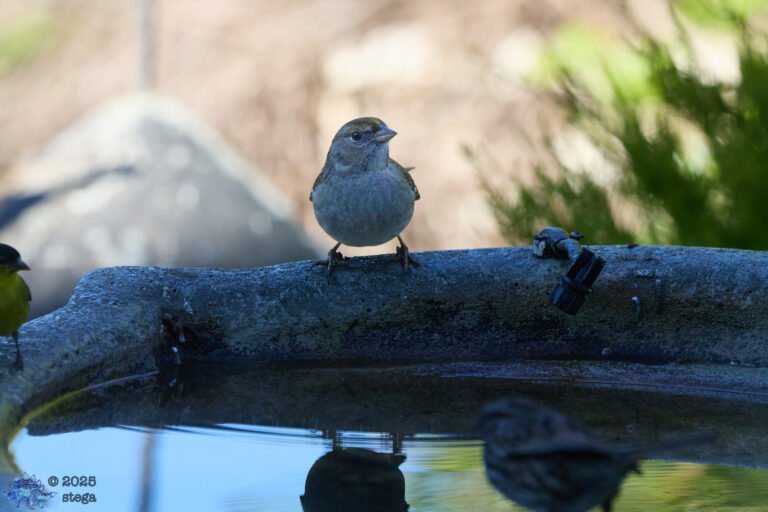 Gold-Crowned Sparrow