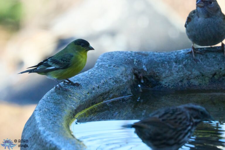Lesser Goldfinch