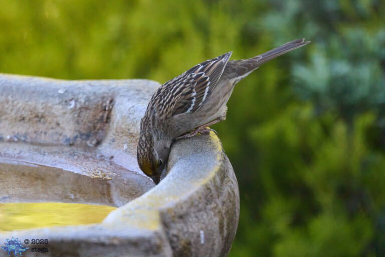 Gold-Crowned Sparrow