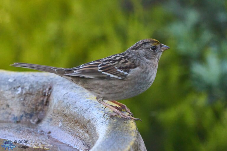 Gold-Crowned Sparrow
