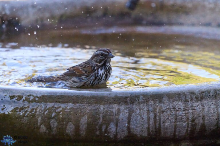 Song Sparrow