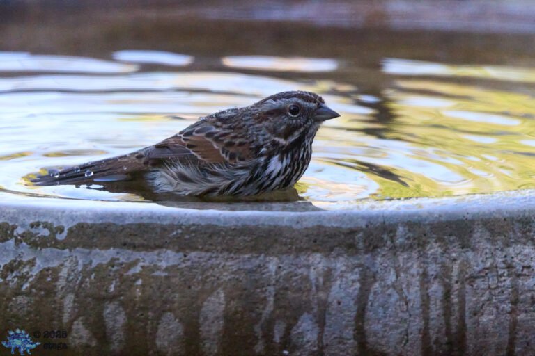 Song Sparrow
