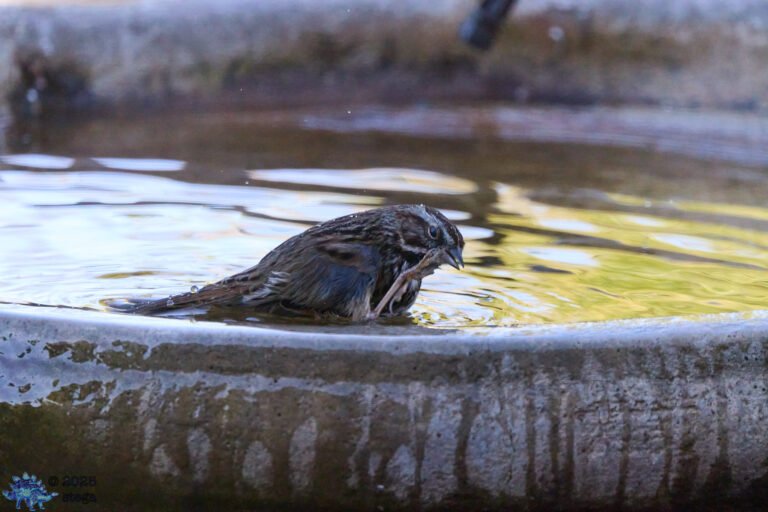 Song Sparrow