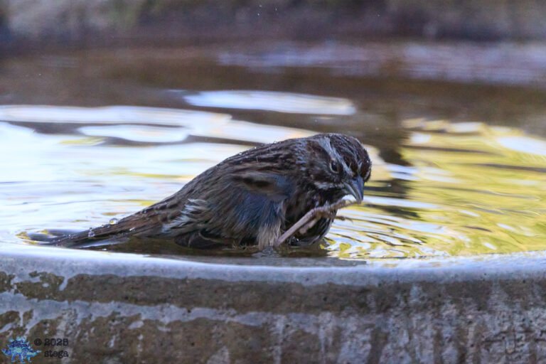 Song Sparrow