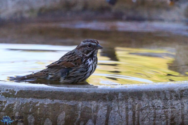 Song Sparrow