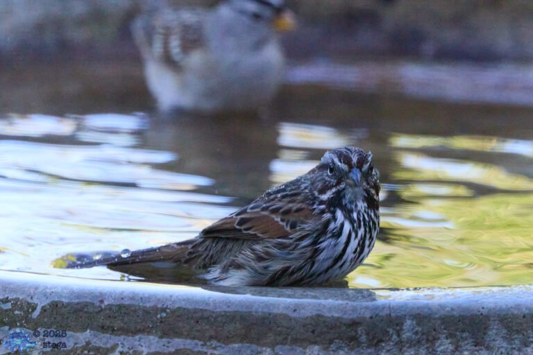 Song Sparrow