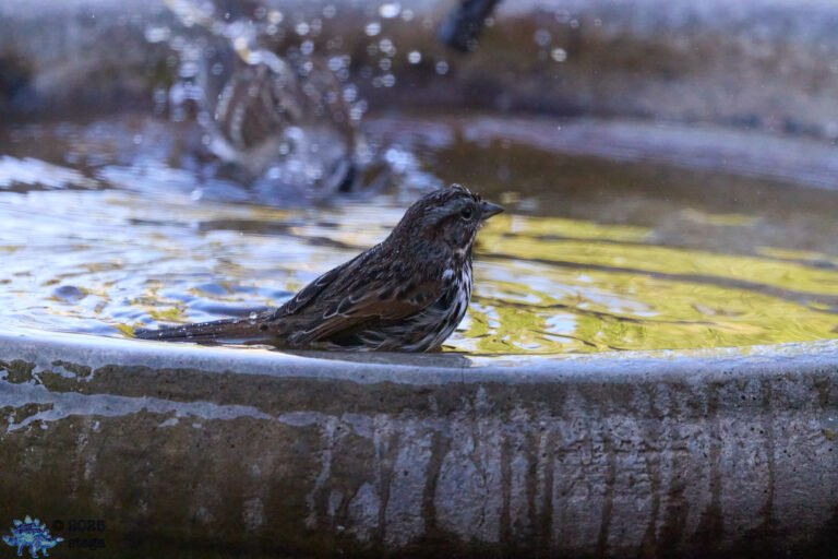 Song Sparrow