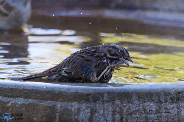 Song Sparrow