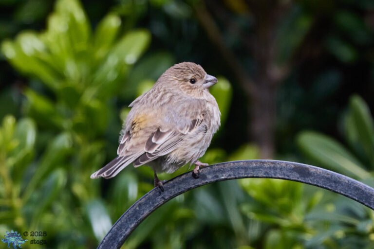 House Finch