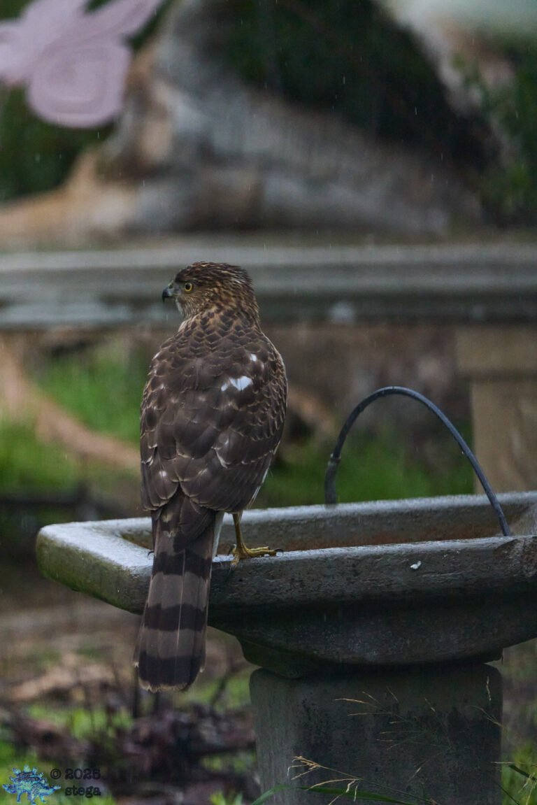 Cooper’s Hawk