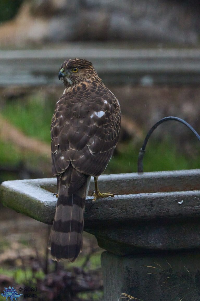Cooper’s Hawk