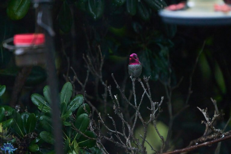 Anna’s Hummingbird