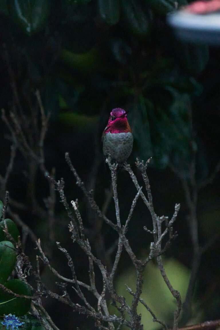 Anna’s Hummingbird