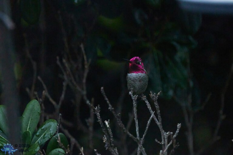 Anna’s Hummingbird
