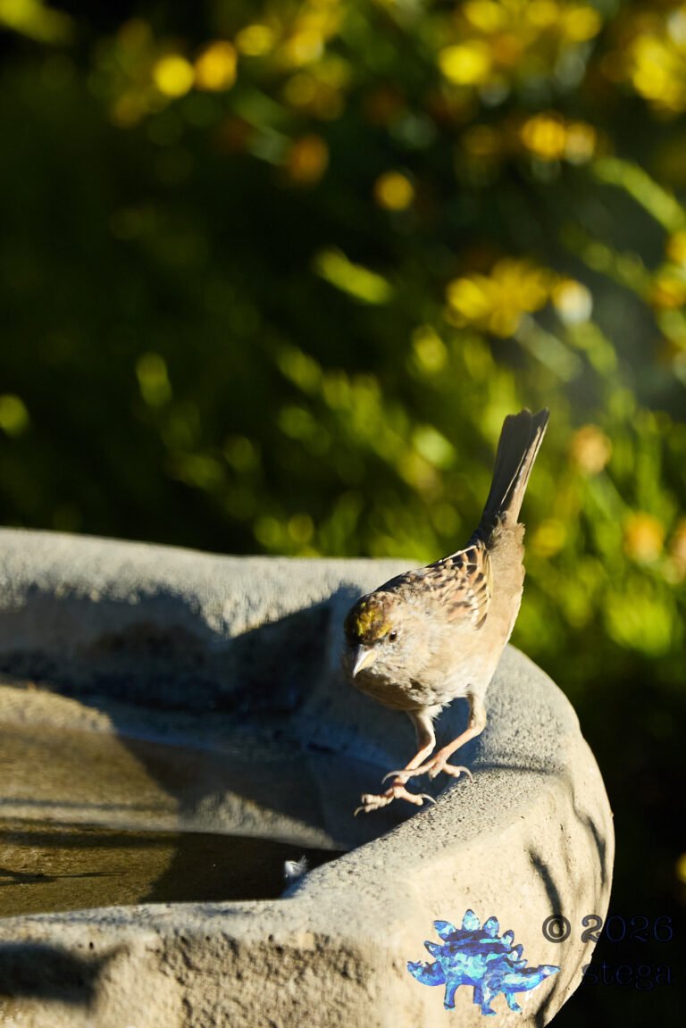 Gold-Crowned Sparrow