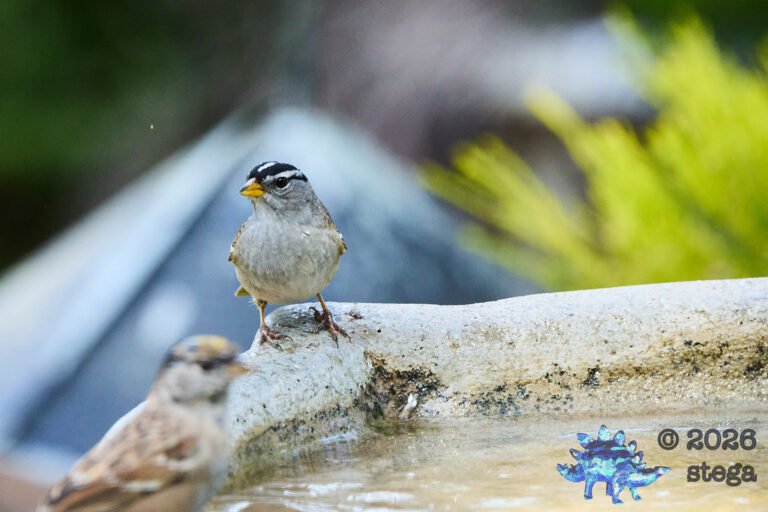 White-Crowned Sparrow
