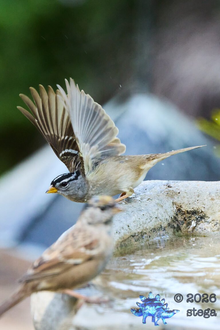 White-Crowned Sparrow