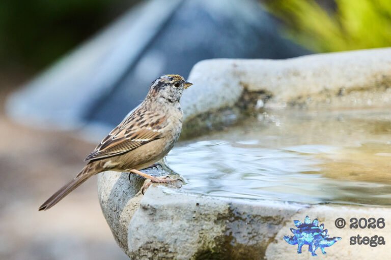Gold-Crowned Sparrow