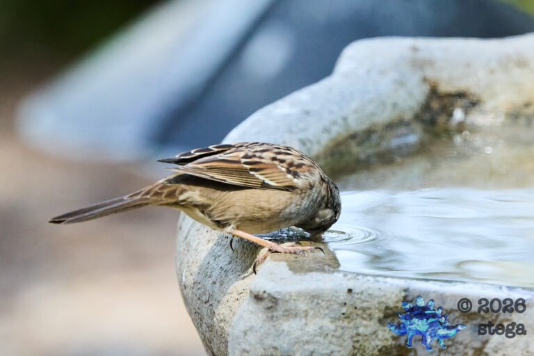 Gold-Crowned Sparrow