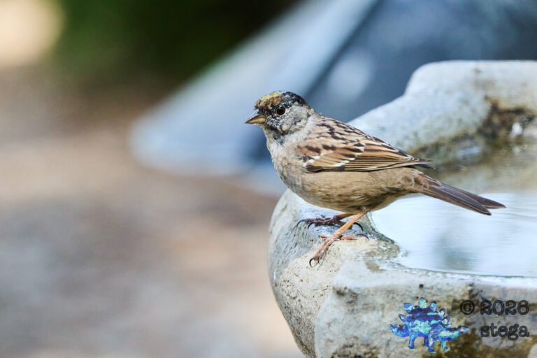 Gold-Crowned Sparrow