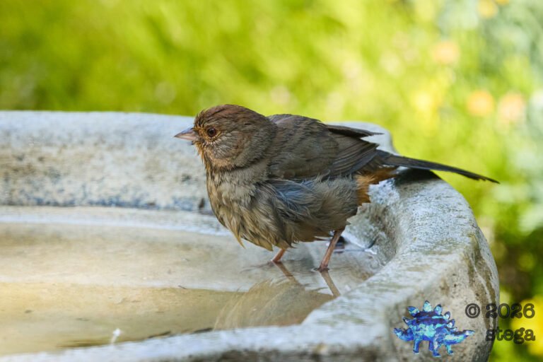 California Towhee