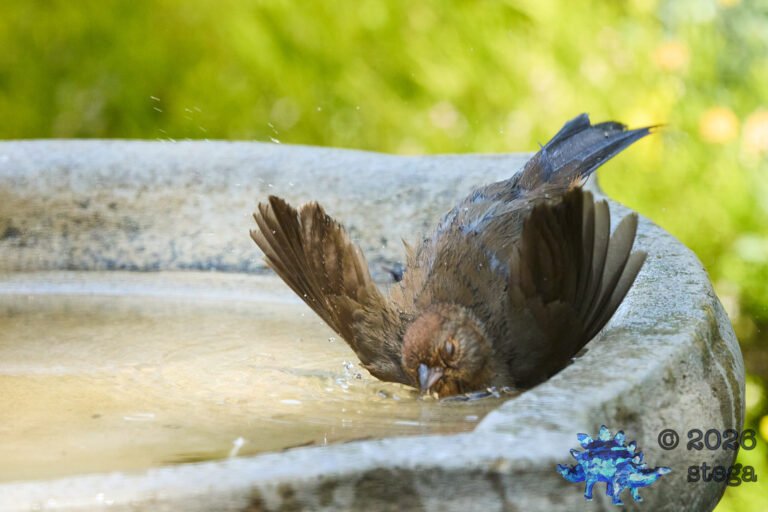 California Towhee