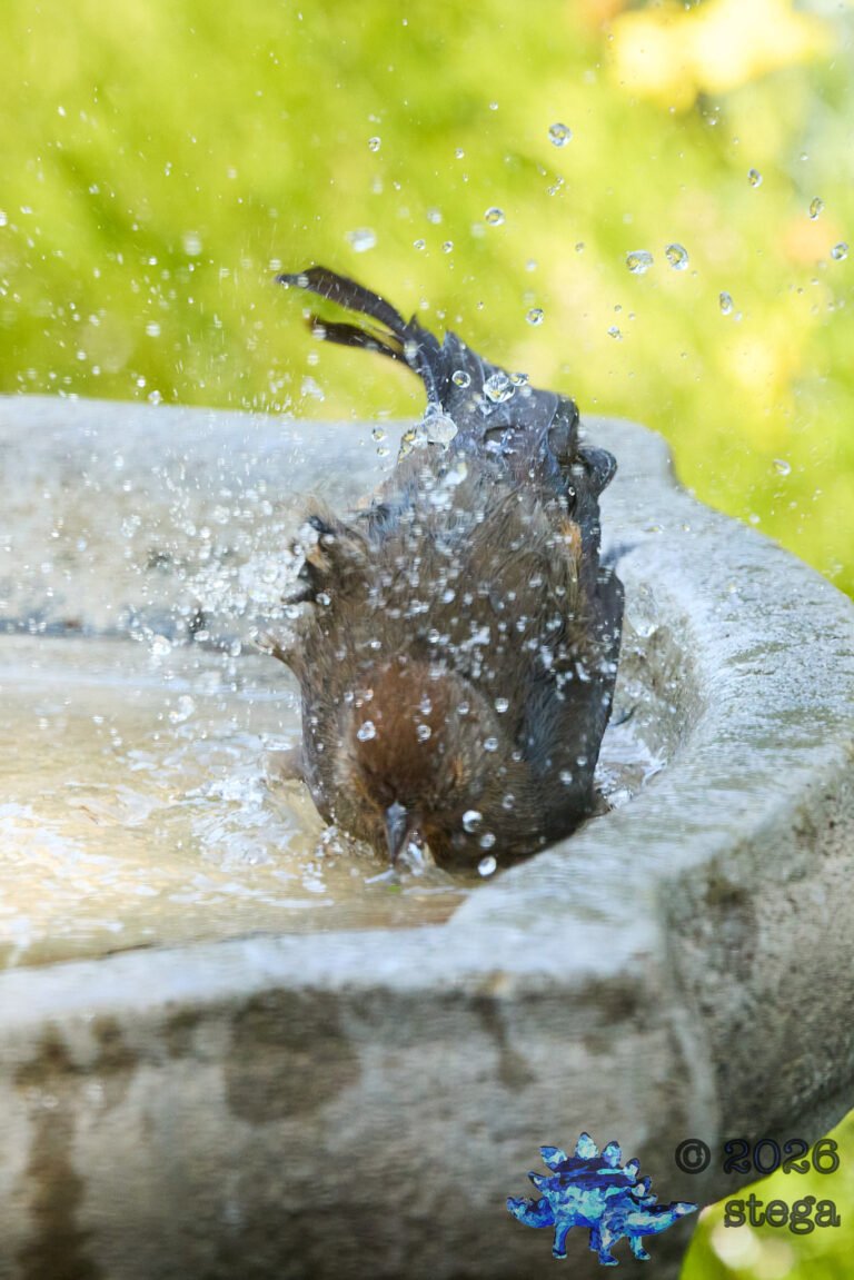 California Towhee