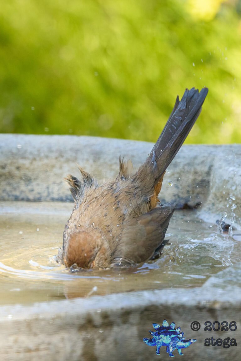 California Towhee