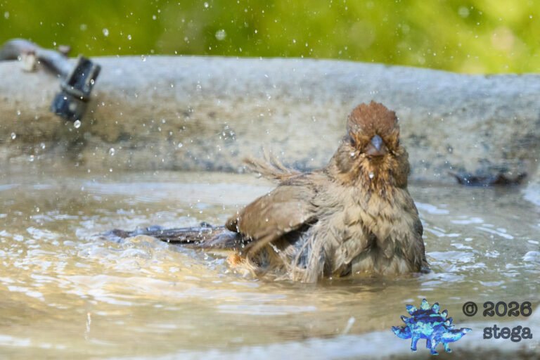 California Towhee