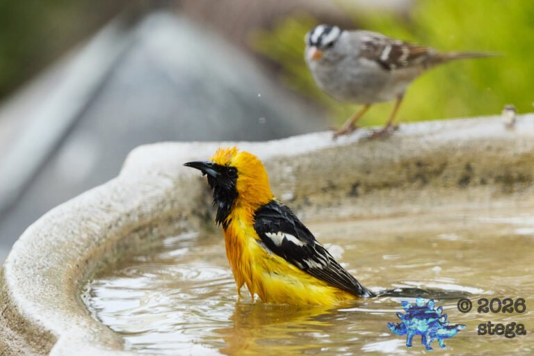 Hooded Oriole