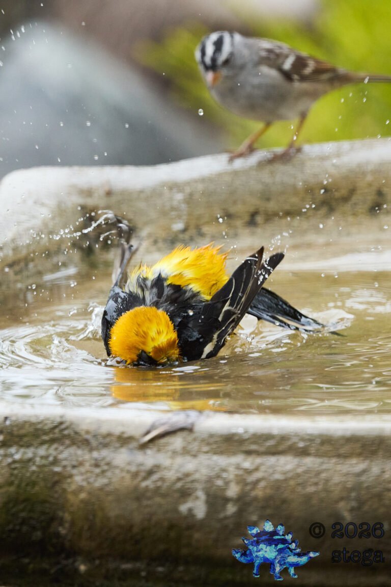Hooded Oriole