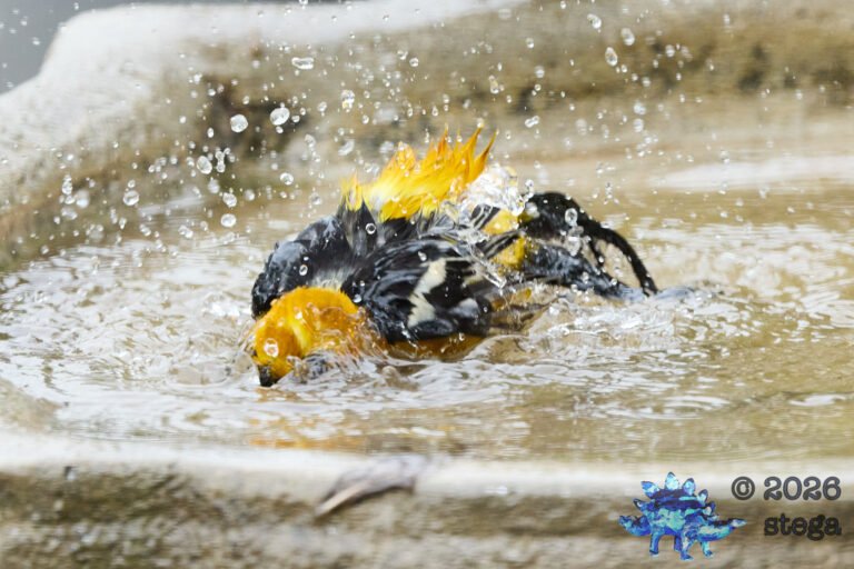 Hooded Oriole