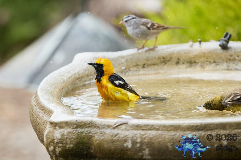 Hooded Oriole