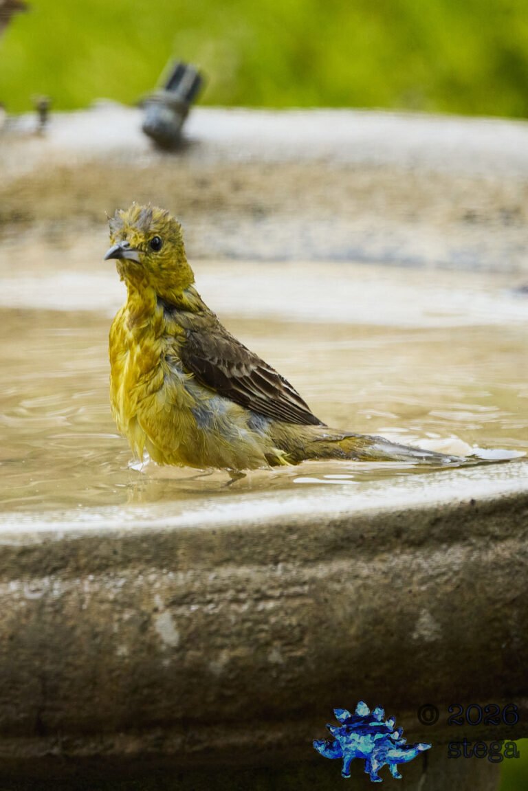 Hooded Oriole