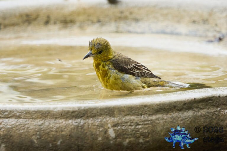 Hooded Oriole