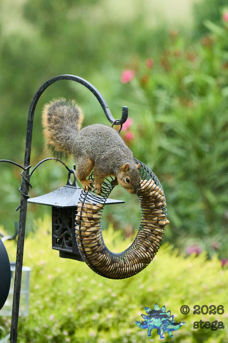 Fox Squirrel