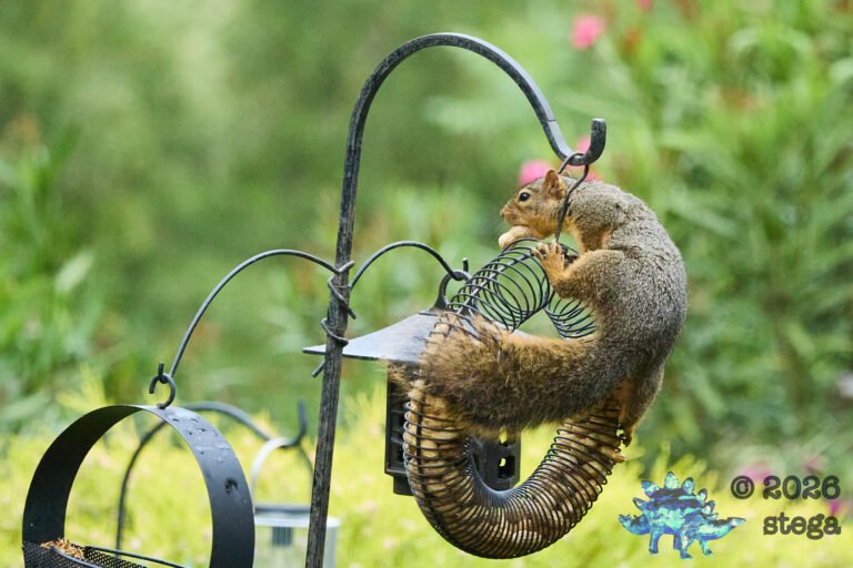 Fox Squirrel