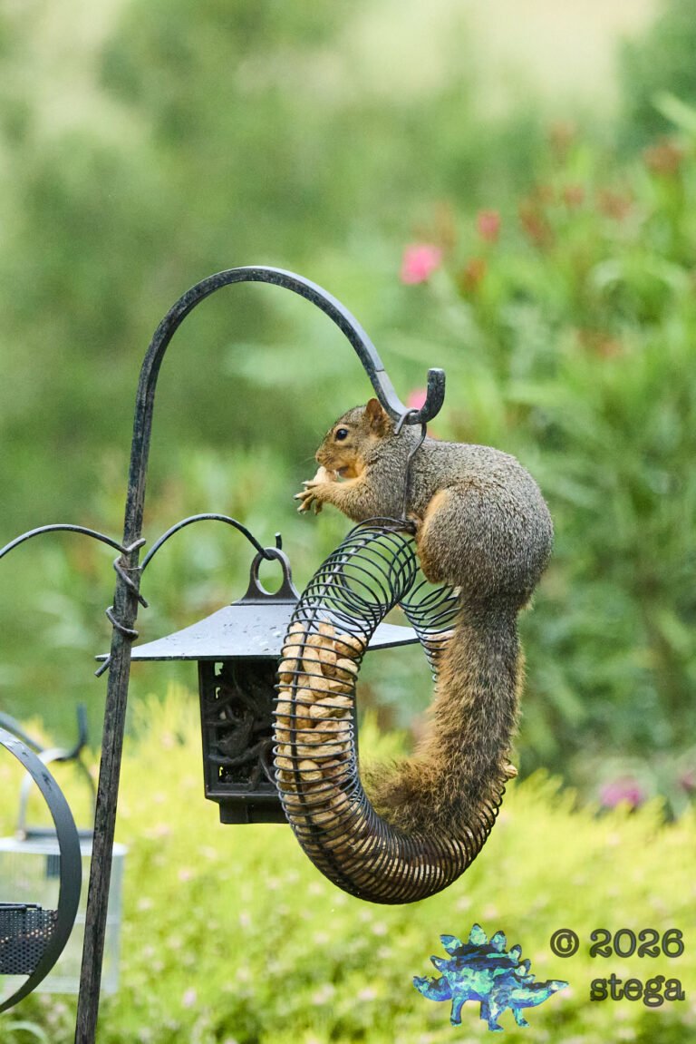 Fox Squirrel
