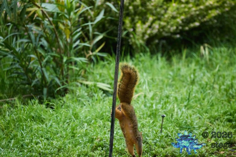 Fox Squirrel