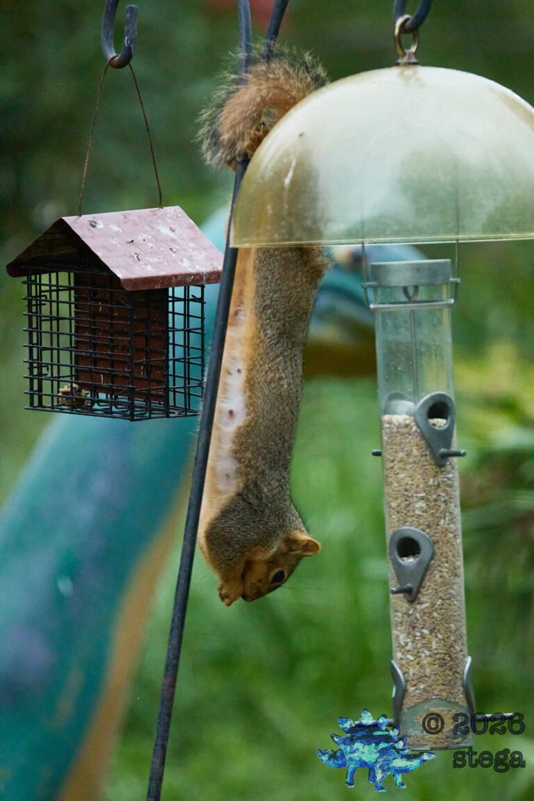 Fox Squirrel