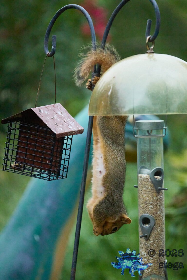 Fox Squirrel