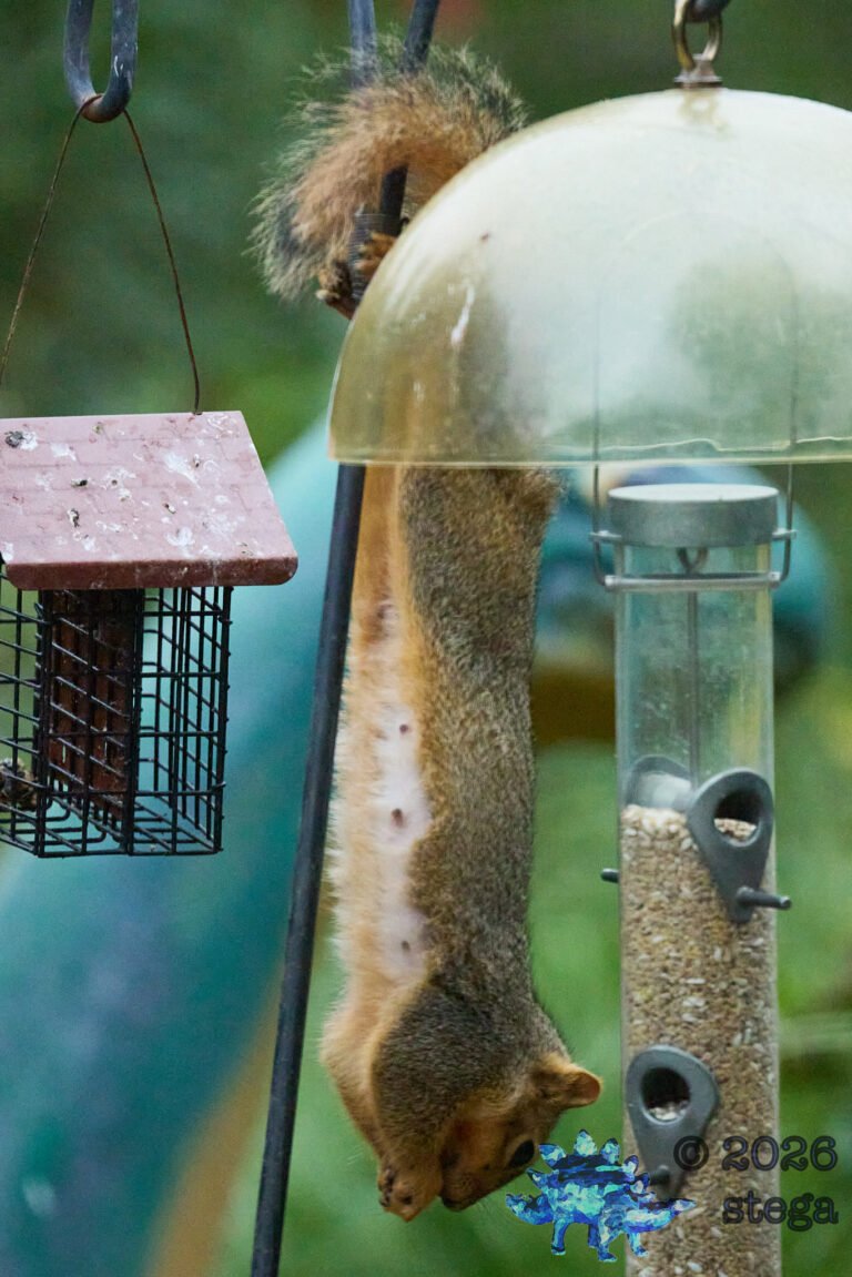 Fox Squirrel