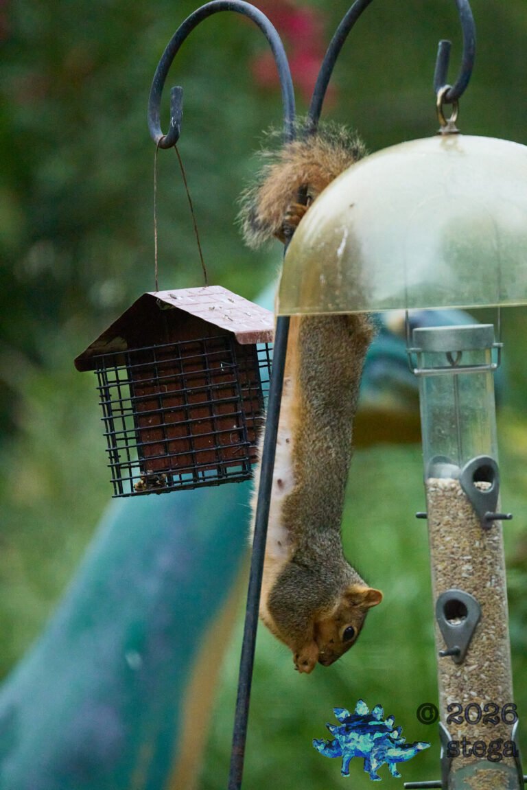 Fox Squirrel