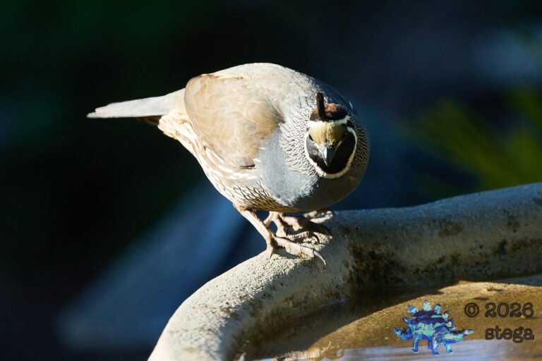 California Quail
