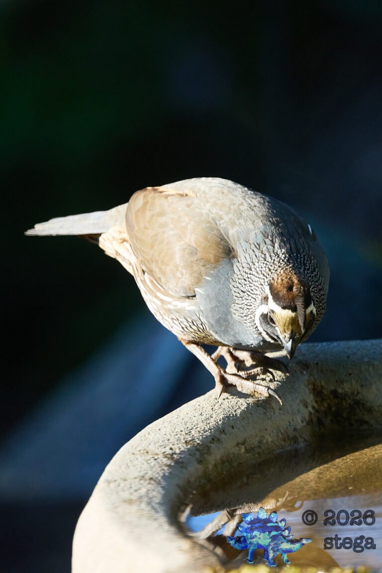 California Quail