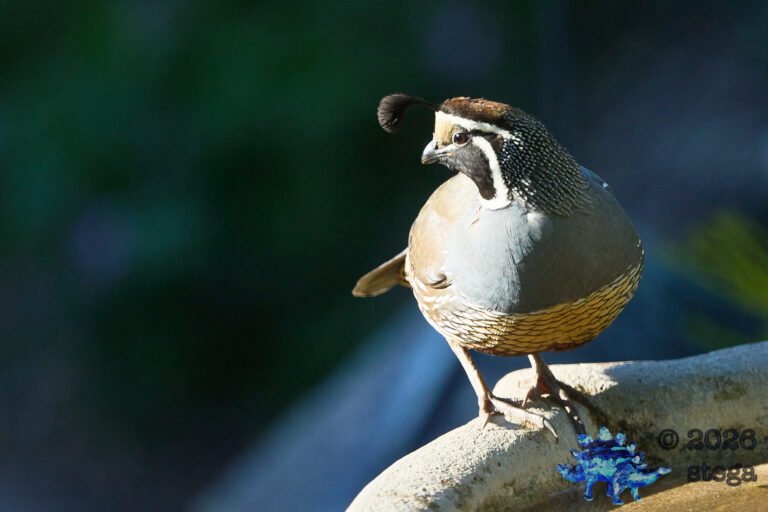 California Quail