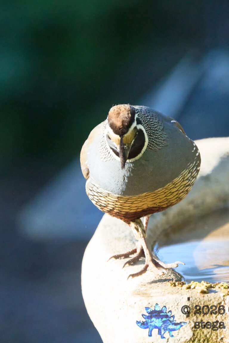 California Quail